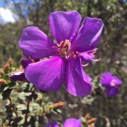 Santuário do Caraça - Wildflowers
