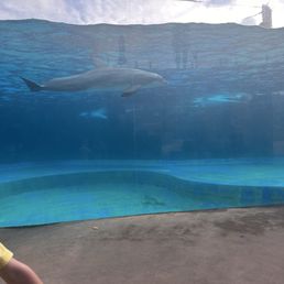 Dolphin. We watched the 4 oclock show and seen all the tricks they can do. So cool!