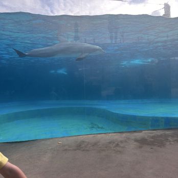 Mississippi Aquarium - Dolphin. We watched the 4 oclock show and seen all the tricks they can do. So cool! - Aquariums Near Me - Gulfport, Mississippi