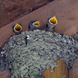 Feed me!