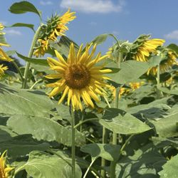 Sunflowers Of Lisbon