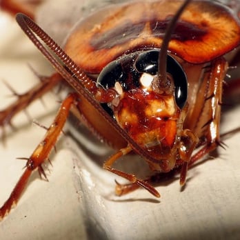 Everguard Exterminators - Pest Control Near Me Everguard Exterminators - Pest Control Near Me