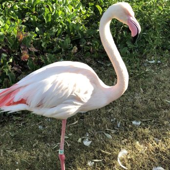 Phoenix Zoo - The flamingo were close enough to pet and so engaging. - Zoos Near Me - Phoenix, Arizona