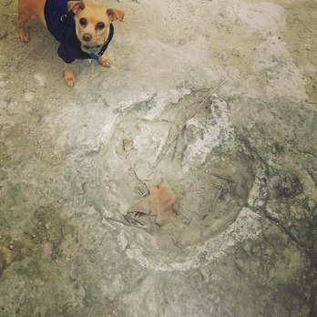 Cibolo Nature Center - Tridactyl dinosaur tracks - Summer Camps Near Me - Boerne, Texas Cibolo Nature Center - Tridactyl dinosaur tracks - Summer Camps Near Me - Boerne, Texas