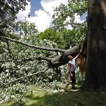 Paul Bunyan Tree Care - Tree Fell On House - Tree Services Near Me - Brooklyn, New York Paul Bunyan Tree Care - Tree Fell On House - Tree Services Near Me - Brooklyn, New York