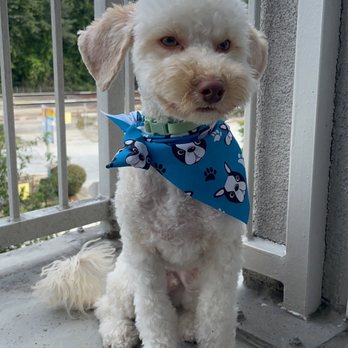 Petco - Central Bark Haircut - Pet Stores Near Me - Torrance, California Petco - Central Bark Haircut - Pet Stores Near Me - Torrance, California