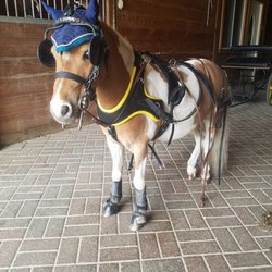 Northland Farm - Getting ready for a drive in the beautifully bricked barn.