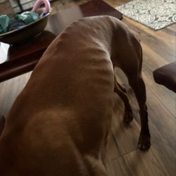 Hounds Town - This is my dog after spending 6 nights at Hounds Town.