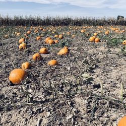 Mazzotti Farms Pumpkin Patch & Corn Maze - Pumpkin Patch