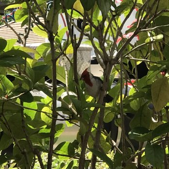 Eggs 'n Things Ko Olina - Birds - American Near Me - Kapolei, Hawaii Eggs 'n Things Ko Olina - Birds - American Near Me - Kapolei, Hawaii