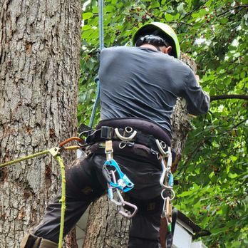 Solar Landscaping & Tree Service - McLean - a man climbing a tree - Tree Services Near Me - McLean, Virginia Solar Landscaping & Tree Service - McLean - a man climbing a tree - Tree Services Near Me - McLean, Virginia