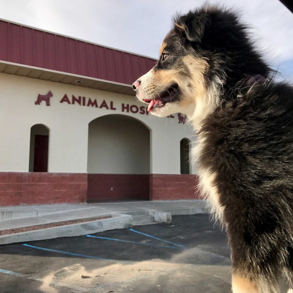 TOP 10 BEST Veterinarians in Las Cruces, NM - Updated 2026 - Yelp