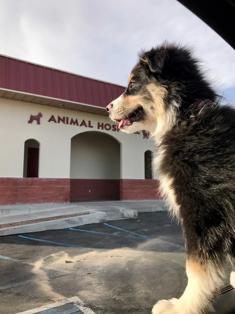 ANIMAL HOSPITAL OF LAS CRUCES Updated September 2024 22 Reviews