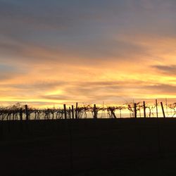 Rowe Ridge Vineyard & Winery - Great place for a sunset!