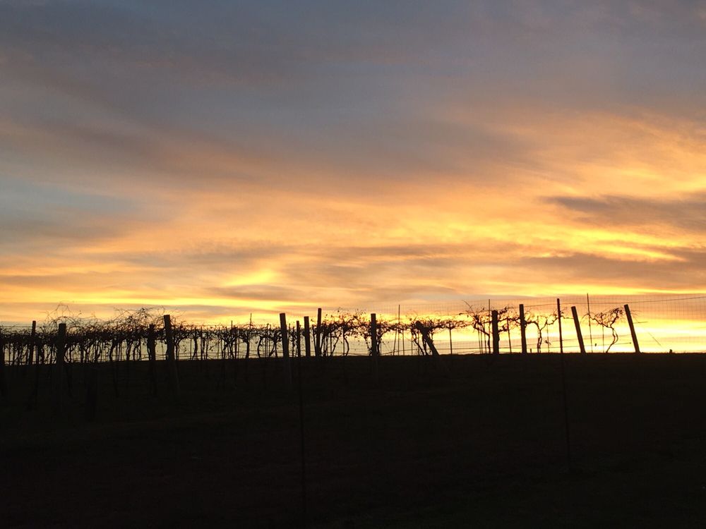 Rowe Ridge Vineyard & Winery - vineyard in Kansas City, KS