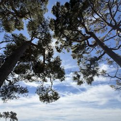 Pines Park