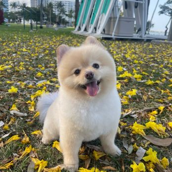 City Bark Miami - Pet Groomers Near Me - Miami, Florida City Bark Miami - Pet Groomers Near Me - Miami, Florida