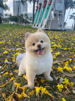 City Bark Miami by null