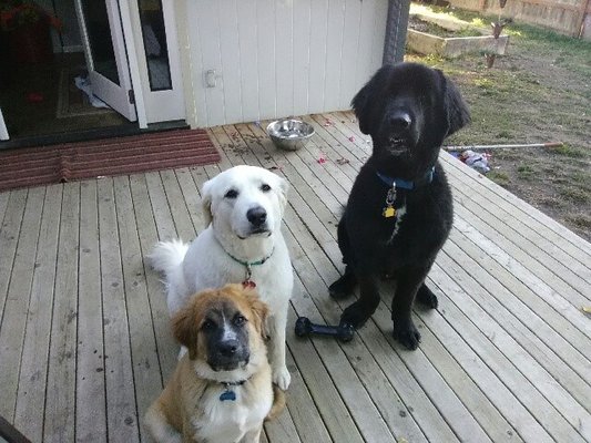 companion pet clinic aloha