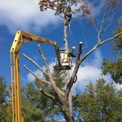 Brothers Tree Service
