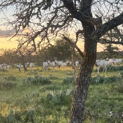 Square H Ranch - Animals