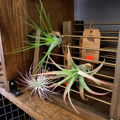 Mailliards Landing Nursery