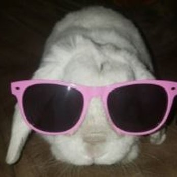 Final Gift Pet Memorial Center - Our Angel Bunny - Funeral Services & Cemeteries Near Me - Northborough, Massachusetts