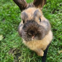 Dix Hills Park Skating Rink - Bunny