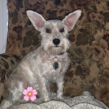Discount Pets - My miniature schnauzer - Pet Groomers Near Me - Anaheim, California Discount Pets - My miniature schnauzer - Pet Groomers Near Me - Anaheim, California