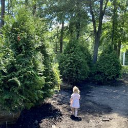 Hopkinton Stone & Garden - Green Giant Arborvitae grown locally at our own Mass Tree Nursery. See them at Hopkinton Stone and Garden