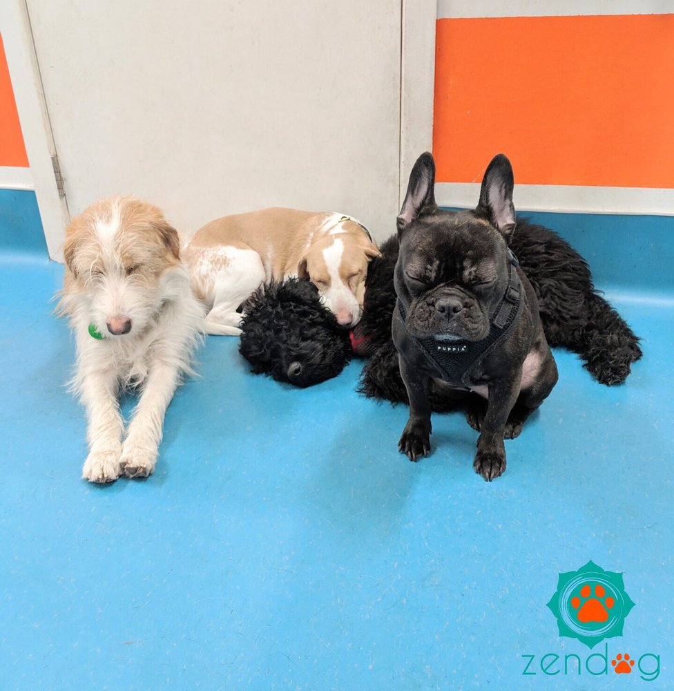 Featured image of post Zendog Toronto