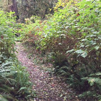Rocky Creek Conservation Area - Along the trail - Hiking Near Me - Gig Harbor, Washington