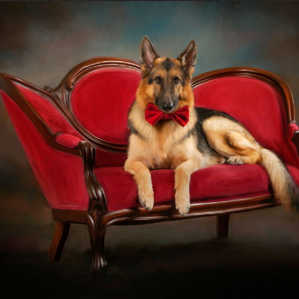 David Stiff Photography - Pet Photography Near Me - Ferris, Texas David Stiff Photography - Pet Photography Near Me - Ferris, Texas