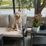 Peaceful Playful Pets