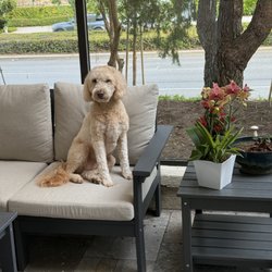 Peaceful Playful Pets