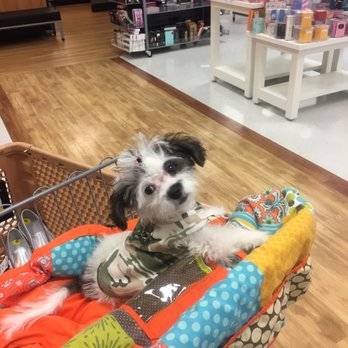 Spoiled Pup - @Spoiledpuplv Thanks for excellent customer service and a beautyfull, healthy, immunized, pad trained pup! My Muñecita - Pet Groomers Near Me - Las Vegas, Nevada Spoiled Pup - @Spoiledpuplv Thanks for excellent customer service and a beautyfull, healthy, immunized, pad trained pup! My Muñecita - Pet Groomers Near Me - Las Vegas, Nevada