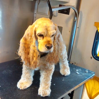 Fuzzy Hearts Grooming - Pet Groomers Near Me Fuzzy Hearts Grooming - Pet Groomers Near Me