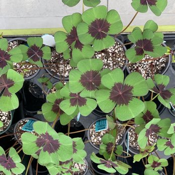 Groovy Plants Ranch - Iron cross - Nurseries & Gardening Near Me - Marengo, Ohio