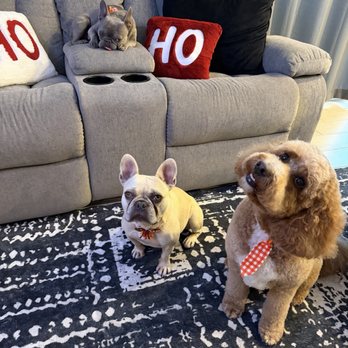Groomingdales - Pet Groomers Near Me - Las Vegas, Nevada