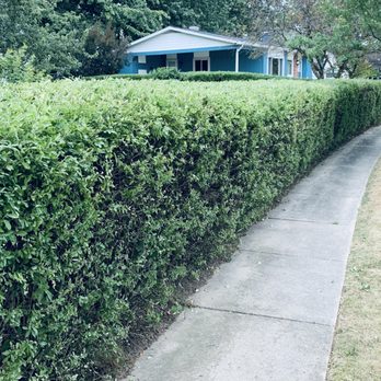 Marsh Professional Lawncare - Carefully pruned and trimmed hedges - Lawn Services Near Me - Adrian, Michigan Marsh Professional Lawncare - Carefully pruned and trimmed hedges - Lawn Services Near Me - Adrian, Michigan