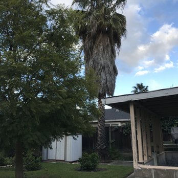 One Two Tree Care - Palm tree before remove - Tree Services Near Me - Fremont, California One Two Tree Care - Palm tree before remove - Tree Services Near Me - Fremont, California
