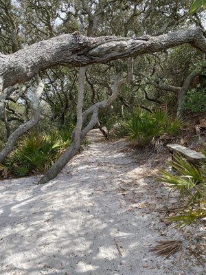 Grayton Beach State Park by null