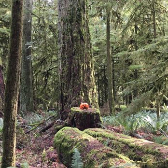 Cathedral Grove - Stumpkin - Parks Near Me - Nanaimo, British Columbia