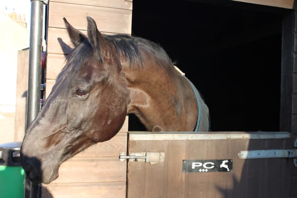 Stag Lodge Stables by null