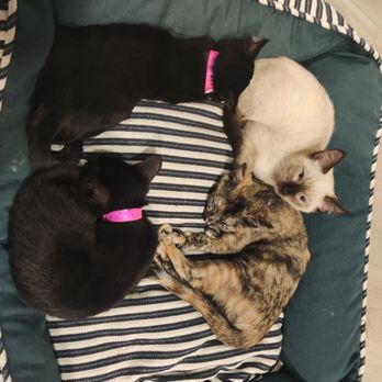 Mini Cat Town - Milpitas - Pet Adoption Near Me - Milpitas, California