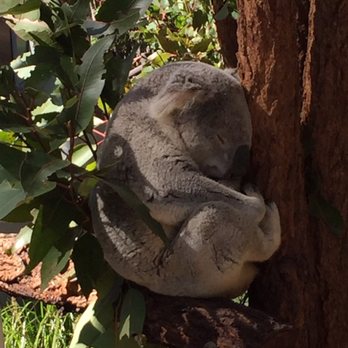 Sydney Wildlife World - Zoos Near Me - Darling Harbour, NSW