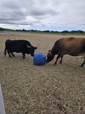 Charlie's Acres Farm Animal Sanctuary by null