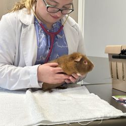 Canobie Lake Veterinary Hospital - Gouda, my guinea pig being handled with care:)