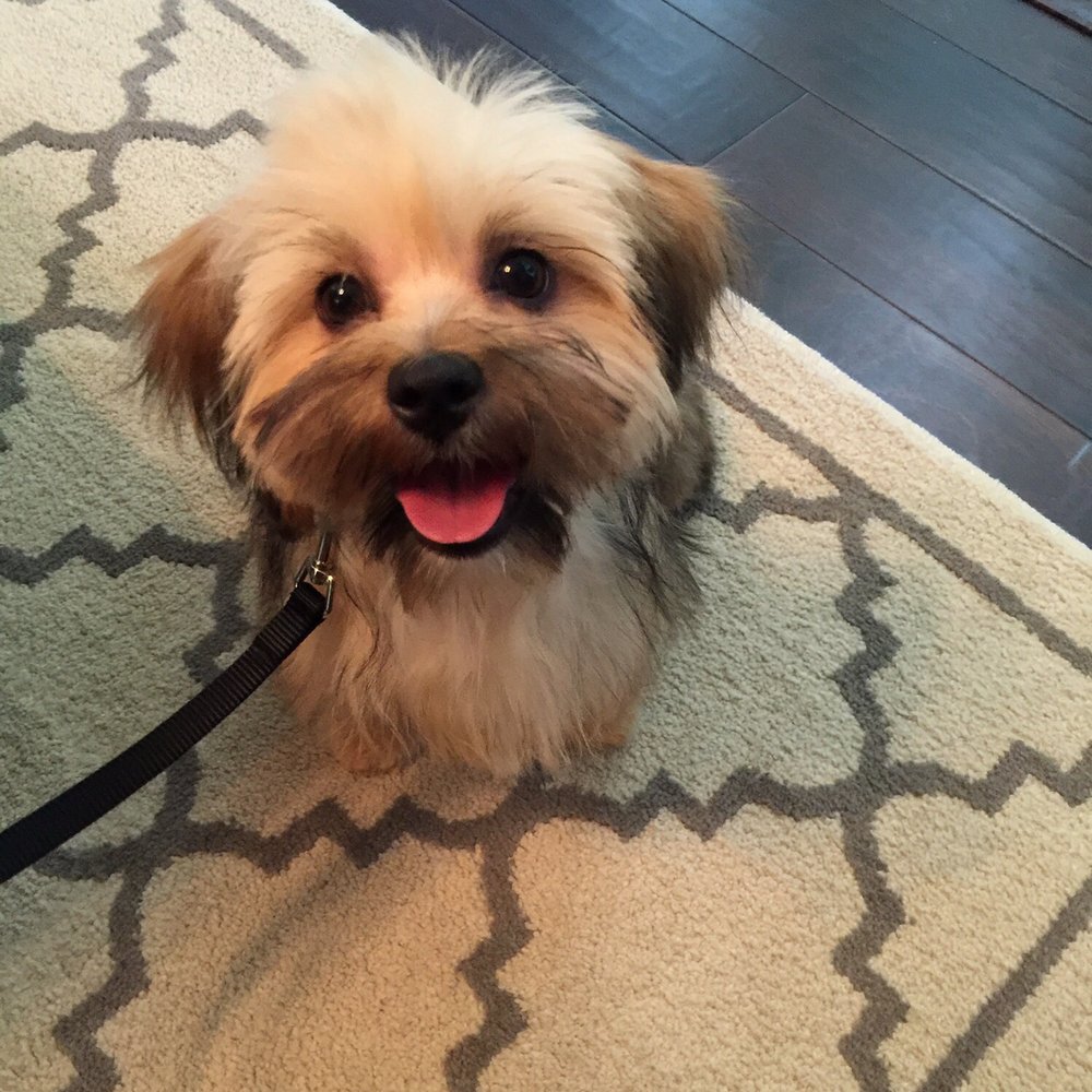 Leo & Lucky's - One happy client. - Pet Stores Near Me - Parrish, Florida Leo & Lucky's - One happy client. - Pet Stores Near Me - Parrish, Florida
