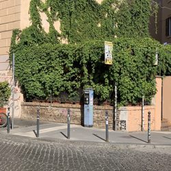 Bar Marani